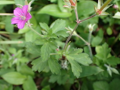 Geranium nepalense thunbergii