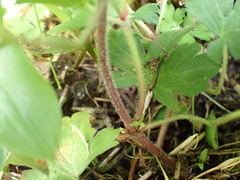 Geranium nepalense thunbergii