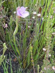 Aristea oligocephala