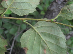Betula raddeana