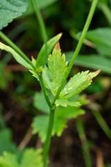 Ranunculus grandifolius