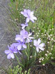 Aristea oligocephala