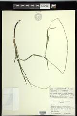 Carex × sullivantii