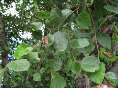 Betula raddeana