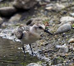 Calidris alba