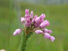 Erica obliqua