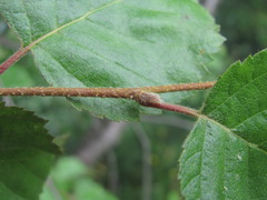 Betula raddeana