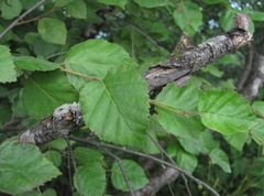 Betula raddeana