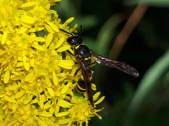 Ancistrocerus trifasciatus