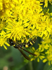 Ancistrocerus trifasciatus