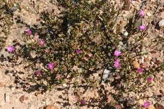 Lampranthus scaber