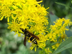 Ancistrocerus trifasciatus