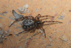 Enoplognatha mandibularis