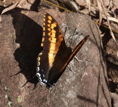 Charaxes saturnus