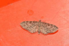 Eupithecia indigata
