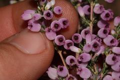 Erica tomentosa