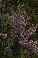 Erica tomentosa