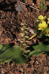 Lachenalia undulata