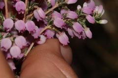 Erica tomentosa