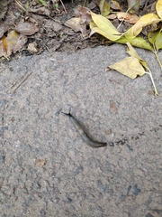 Krynickillus melanocephalus