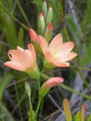 Gladiolus brevitubus