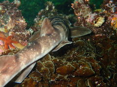 Haploblepharus pictus