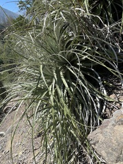 Puya alpestris