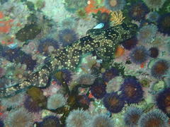 Haploblepharus pictus