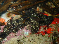 Haploblepharus pictus