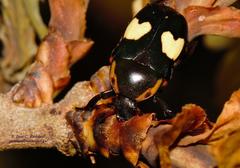 Pedinorrhina trivittata