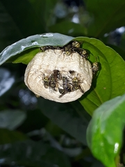 Protopolybia exigua