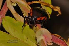 Pedinorrhina trivittata