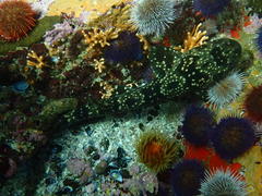 Haploblepharus pictus