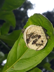 Protopolybia exigua