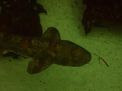 Haploblepharus pictus