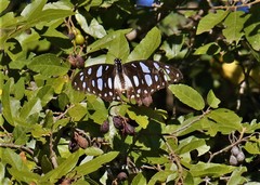 Graphium leonidas