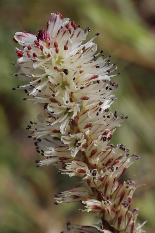 Lachenalia orthopetala, Brackenfell, Cape Town, South Africa