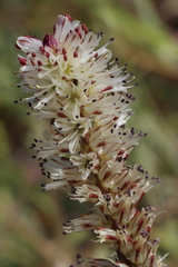 Lachenalia orthopetala