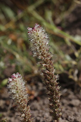 Image of Lachenalia orthopetala by (c) Karen Eichholz, some rights reserved (CC BY)