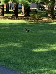 Sciurus carolinensis