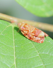 Phaecasiophora cornigera