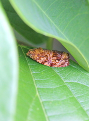 Phaecasiophora cornigera