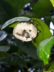 Protopolybia exigua