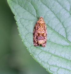 Phaecasiophora cornigera