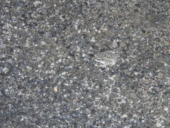 Duttaphrynus stomaticus