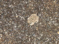 Duttaphrynus stomaticus