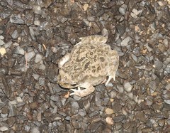 Duttaphrynus stomaticus