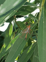Enicospilus ramidulus