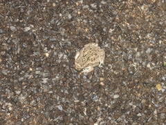 Duttaphrynus stomaticus