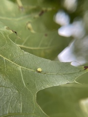 Zopheroteras hubbardi